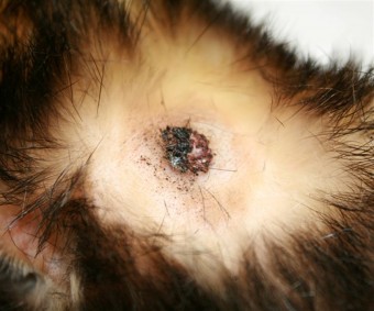 sebaceous epithelioma, ferret