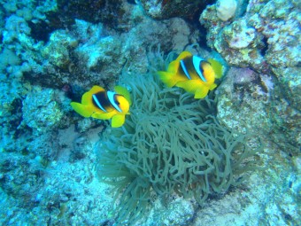 Amphiprion bicinctus, Marsa Alam, Egypt,2011