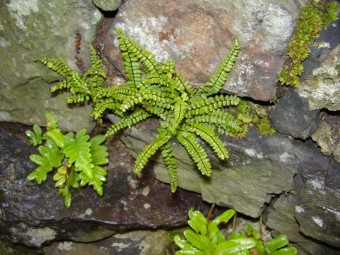 Asplenium trichomanes, esk rj, 2007