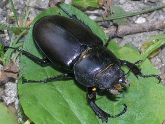 Lucanus cervus, samice, Lednice, 2012