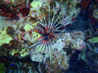 Pterois radiata, Marsa Alam,Egypt