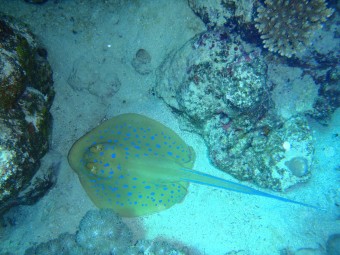 Taeniura lymma, Marsa Alam, Egypt,2011