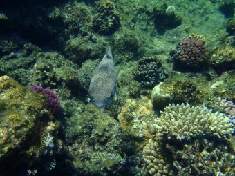 Tetraodon, Maras Alam, Egypt