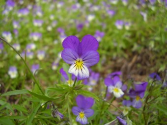 Viola tricolor, Helsinki,2007