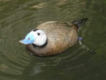 ZOO Praha, 2012 x