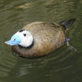 ZOO Praha