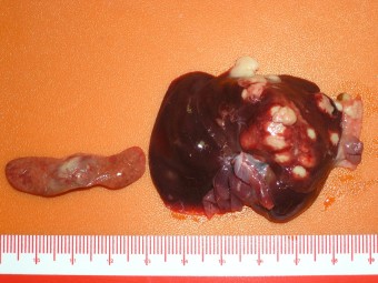 liver and splenic necroses, squirrel