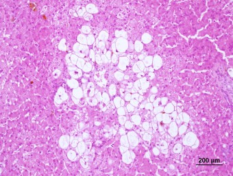 steroid induced hepatopathy, dog