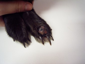 subungual melanoma, rabbit