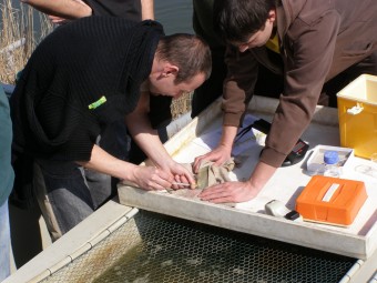 blood sampling tench