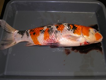 dermatitis, A. hydrophila, koi