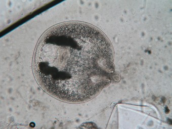 Dilostomum spathaceum