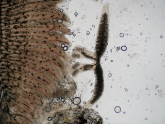 Diplozoon paradoxum, gills