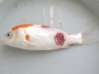 erytrodermatitis, koi carp