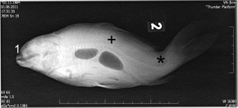 kypholordosis, com. carp