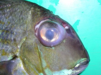 ocular hydrops, hexamitosis, Geophagus