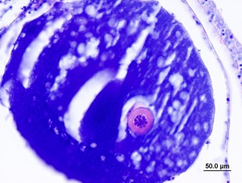 Ovipleistophora mirandellae, ovarial follicle, roach 