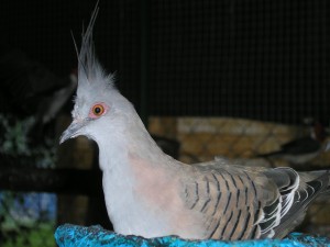 holub chocholatý