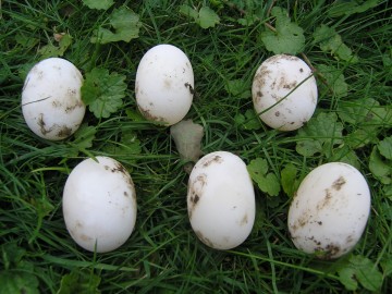 vejce želvy pardálí snesená 2.8.2012