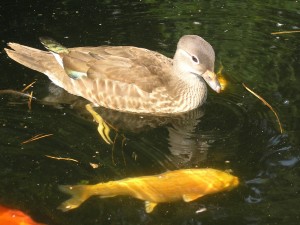 kachnika mandarinsk - kachna